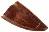 Serrated, Raptor Tooth - Real Dinosaur Tooth #254369-1